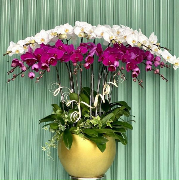 Shop Hoa Tươi Thị Trấn Búng Tàu, Phụng Hiệp, Hậu Giang
