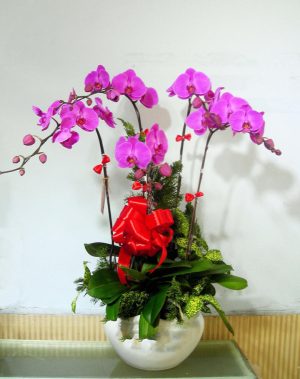 Shop Hoa Tươi Thị Trấn Búng Tàu, Phụng Hiệp, Hậu Giang